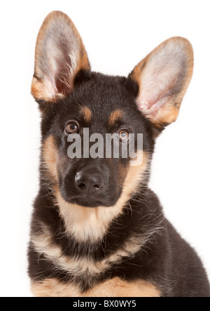 Ritratto di un undici settimane vecchio pastore tedesco cucciolo di cane Foto Stock