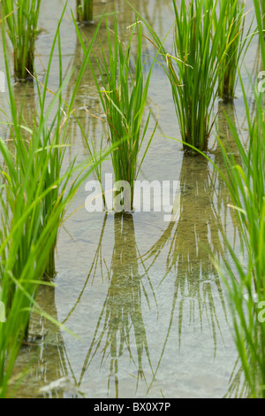 Campo di riso in fase precoce Foto Stock