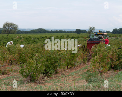 Lavoratori la raccolta delle uve in Cotes du Rhone zona vicino a Orange, Vaucluse Francia meridionale Foto Stock