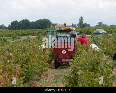 Lavoratori la raccolta delle uve in Cotes du Rhone zona vicino a Orange, Vaucluse Francia meridionale Foto Stock