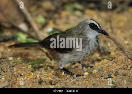 Giallo-sfiatato Bulbul (Pycnonotus goiavier), Pycnonotidae, Bali, Indonesia Foto Stock