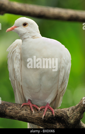 Il Pied imperiale-piccione (Dacula bicolor), Columbidi, Indonesia e nel sud-est asiatico Foto Stock