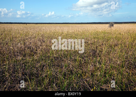 Jean Lafitte preservare Foto Stock