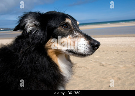 Ritratto di Border Collie Foto Stock