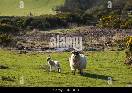 dh Scottish confine pecore SCOZIA confini nero pecore fronte uk femmina un agnello pecora nero Foto Stock