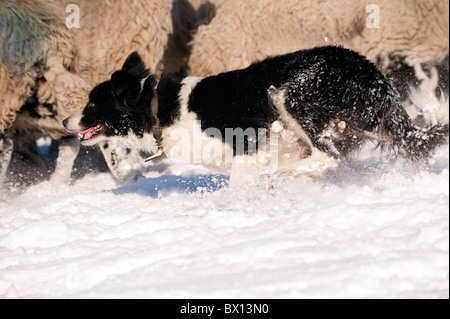 Border Collie Sheepdog imbrancandosi un gregge di pecore Swaledale nella neve. Foto Stock