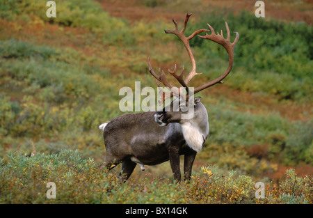 Alaska animali animali palchi autunno big bull Caribou Denali National Park grande nella tundra estate indiana Foto Stock