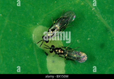 Due vespe parassitoidi (Diglyphus isaea) che indagano su una larva fogliare all'interno di una galleria di foglie Foto Stock