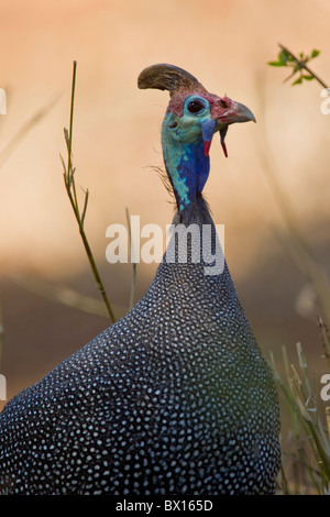 Ritratto di un faraone helmeted (Numida meleagris) nella boccola. La foto è stata scattata nel Parco Nazionale di Kruger, Sud Africa. Foto Stock