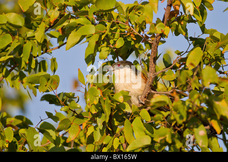 Ritratto di un Burchell's coucal (Centropus burchelli) su un ramoscello. La foto è stata scattata nel Parco Nazionale di Kruger, Sud Africa. Foto Stock