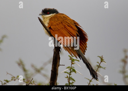 Ritratto di un Burchell's coucal (Centropus burchelli) su un ramoscello. La foto è stata scattata nel Parco Nazionale di Kruger, Sud Africa. Foto Stock