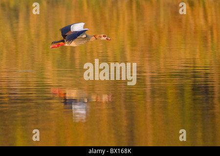Oca egiziana (Alopochen aegyptiacus) volare su un fiume. La foto è stata scattata nel Parco Nazionale di Kruger, Sud Africa. Foto Stock