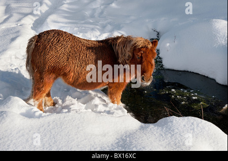 Pony in condizioni invernali Foto Stock