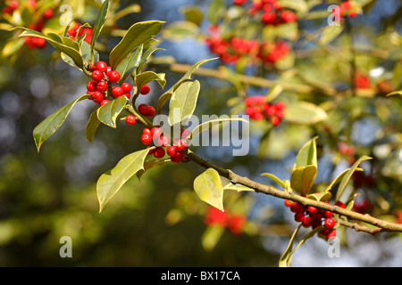 Ilex x altaclerensis 'Golden King' Foto Stock