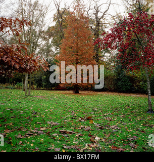 Autunno in scena a upton house e country park upton Poole Dorset Foto Stock