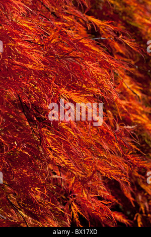 Vivida fiamma rosso arancio fogliame di Acer palmatum 'Dissectum Atropurpureum gruppo" in autunno Foto Stock