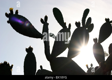 Impianto di cactus con sun splendenti dietro di essa Foto Stock