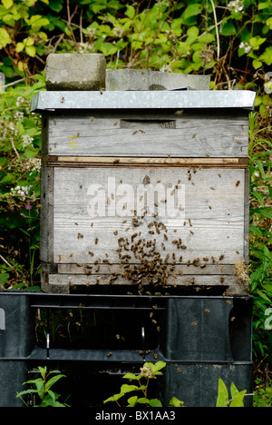 Alveari di api mellifere, Apis mellifera riuniti intorno all'entrata, Galles Foto Stock