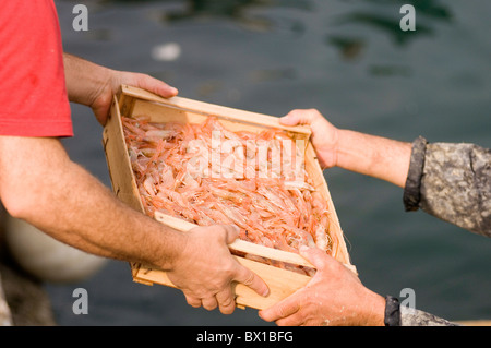 Pesce fresco di mare Mediterraneo le catture di cattura catturati reti dei pescatori caselle casella di contingenti tariffari italia locale italiano di atterraggio di scarico Foto Stock