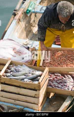 Pesce fresco di mare Mediterraneo le catture di cattura catturati reti dei pescatori caselle casella di contingenti tariffari italia locale italiano di atterraggio di scarico Foto Stock