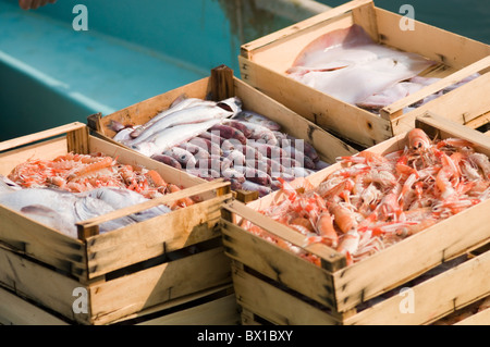 Pesce fresco di mare Mediterraneo le catture di cattura catturati reti dei pescatori caselle casella di contingenti tariffari italia locale italiano di atterraggio di scarico Foto Stock