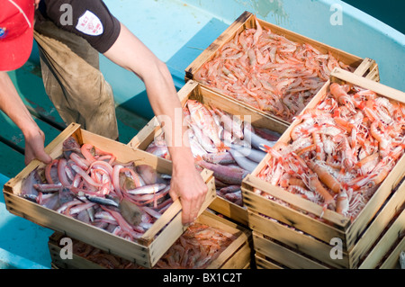 Pesce fresco di mare Mediterraneo le catture di cattura catturati reti dei pescatori caselle casella di contingenti tariffari italia locale italiano di atterraggio di scarico Foto Stock