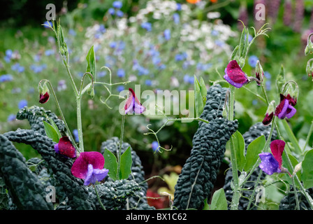 Lathyrus odoratus, pisello dolce, 'Matucana' con Brassica oleracea var. acephala, Kale, Nero di Toscana e giardino cottage fiori. Foto Stock