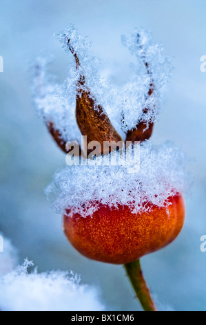 Primo piano di una rosa anca incoronato nella neve. Regno Unito Foto Stock