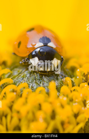 Sette spot ladybird su piante perenni girasole - Coccinella septempunctata Foto Stock