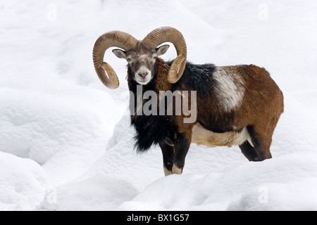 Muflone nella neve - Ovis orientalis musimon Foto Stock