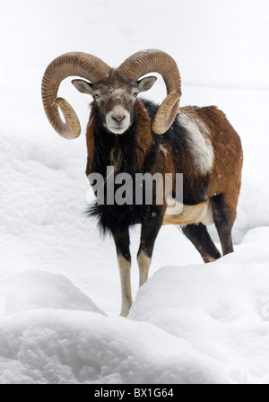 Muflone nella neve - Ovis orientalis musimon Foto Stock