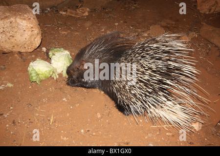 Yong Indian Istrice (Hystrix indica), Foto Stock