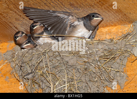 Giovani Barn Swallow in un nido - Hirundo rustica Foto Stock