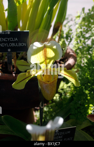 PAPHIOPEDILUM INSIGNE BROMESBERROW. Pantofola orchid. Foto Stock