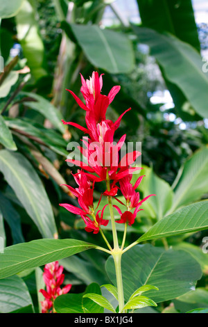 MEGASKEPASMA ERYTHROCHLAMYS. Il brasiliano mantello rosso o rosso JUSTICIA. Foto Stock