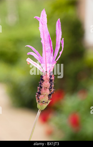 Inglese Spring Garden di lavanda in bloom (Lavandula stoechas Papillon) Foto Stock