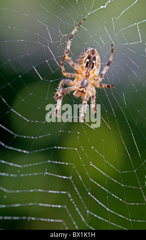 Giardino spider riparando il suo web - Araneus diadematus Foto Stock