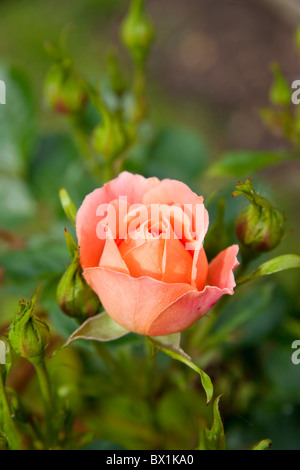 Spring Garden con Orange Hybrid Tea Rose in Bloom, Inghilterra, Regno Unito Foto Stock