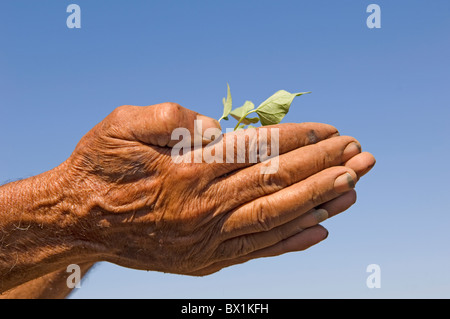 70 anni metà orientale dell'agricoltore mani pianta Tyr Libano Medio Oriente Foto Stock