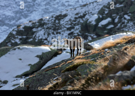 Il camoscio (Rupicapra rupicapra) capretti in autunno, il Parco Nazionale del Gran Paradiso, Italia Foto Stock