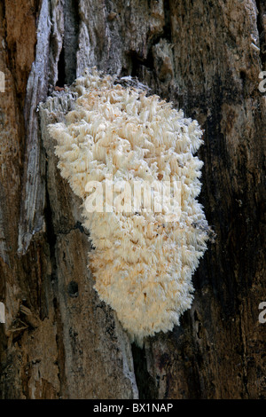 Coral dente (Hericium coralloides) cresce su albero nella foresta Foto Stock