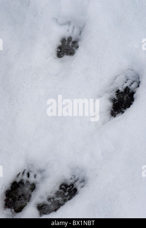 Badger impronta nella neve Foto Stock