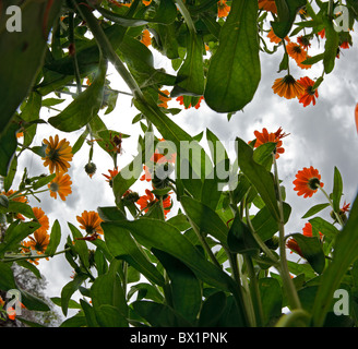 Calendula fiori contro il cielo nuvoloso. Foto Stock