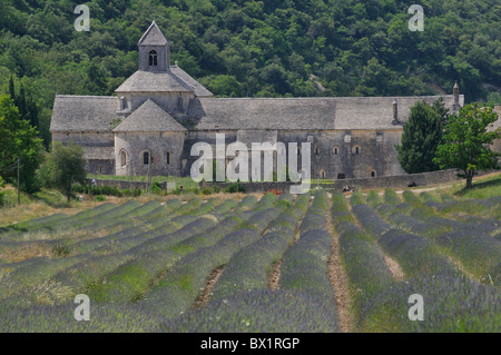 Senanque Abbazia in pietra dietro i campi di lavendula Foto Stock