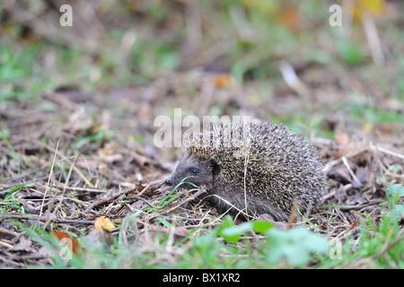 Western European riccio (Erinaceus europaeus) passeggiate in un frutteto - Louvain-La-Neuve - Belgio Foto Stock