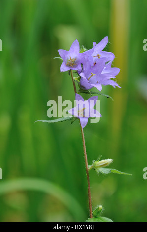 Barbuto campanula (Campanula barbata) Fioritura in estate - Louvain-La-Neuve - Belgio Foto Stock