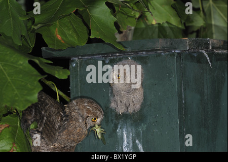 Assiolo - Eurasian assiolo - europeo assiolo (Otus scops) adulto portando in preda al pulcino di alimentazione in estate Foto Stock