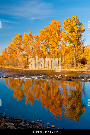 Stati Uniti d'America, Idaho, città di Boise, pioppi neri americani alberi che riflette i colori dell'autunno nel Fiume Boise, Fiume Boise Greenbelt. Foto Stock