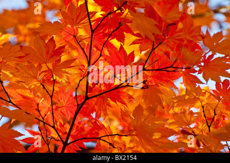 Stati Uniti d'America, Idaho, città di Boise, vista panoramica di colori autunnali, alberi e foglie sul Fiume Boise Greenbelt. Foto Stock