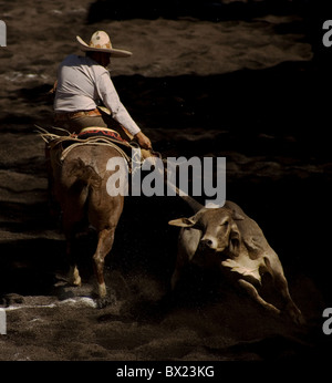 Un messicano Charro tira una bolla verso il basso dal suo racconto durante una charreria (equitazione) mostra a Città del Messico Foto Stock